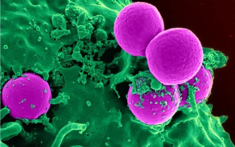 It can effectively kill bacteria even in ambient light! British researchers have